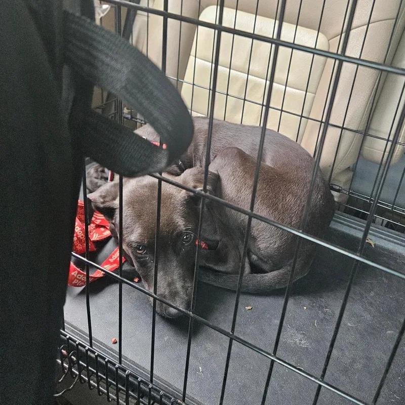 A baby small-sized male Black Mixed Breed dog named Chance for adoption in Ferndale, WA
