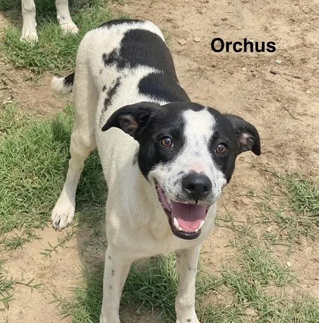 Orchus