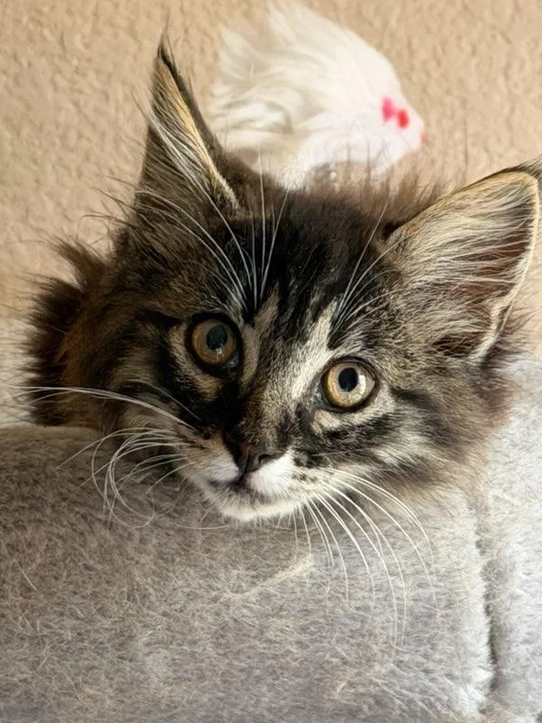 A baby medium-sized female Tabby (Gray / Blue / Silver) Domestic Long Hair cat named Sassy Boots for adoption in Terrell, TX