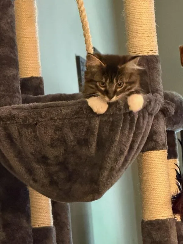 Sassy Boots thumbnail 3