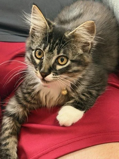 Sassy Boots thumbnail 5