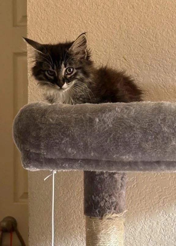 Sassy Boots thumbnail 6