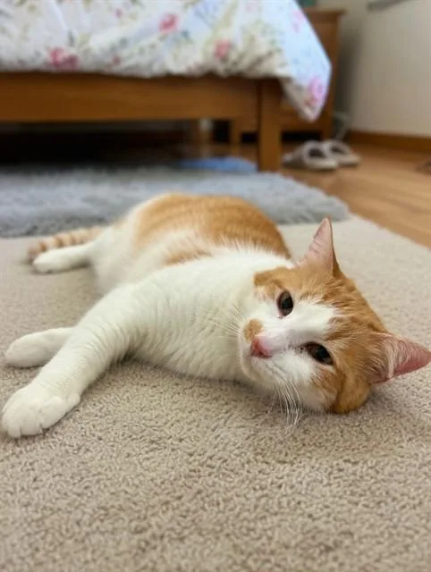 An adult medium-sized male Domestic Medium Hair cat named Squirelly for adoption in Agoura, CA