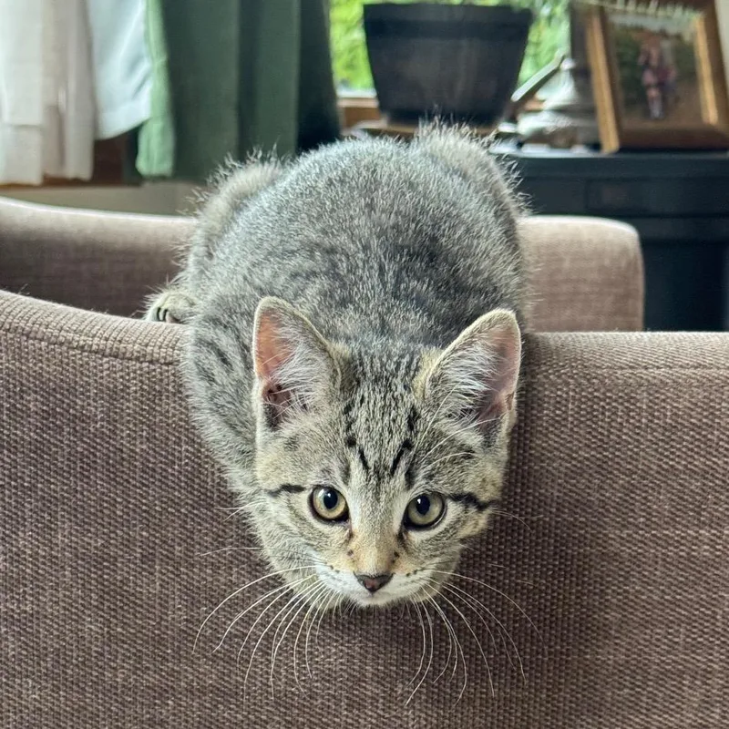 A baby small-sized female Brown / Chocolate Domestic Short Hair cat named Chupacabra for adoption in Buffalo, MN