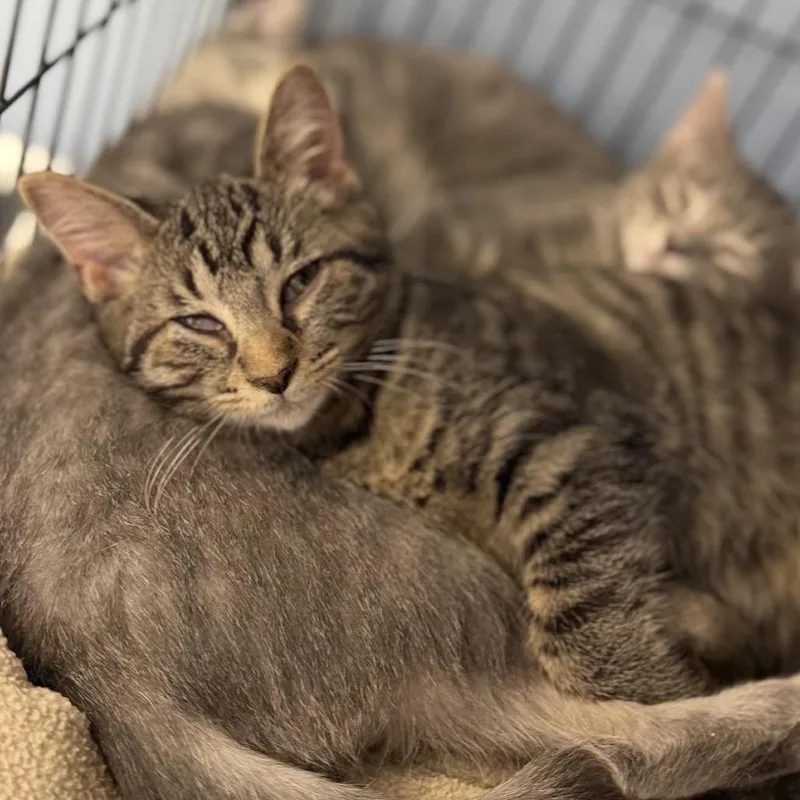 A baby small-sized male Domestic Short Hair cat named Woods for adoption in Portage, MI