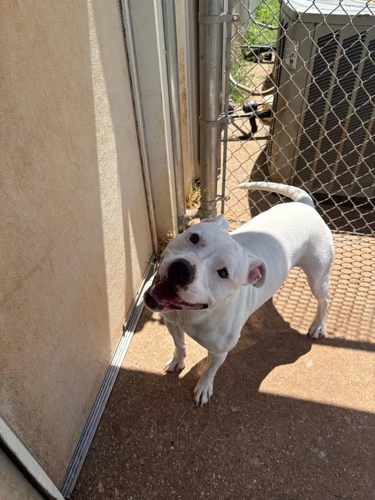 A baby medium-sized male Pit Bull Terrier dog named Lonnie for adoption in Bossier City, LA