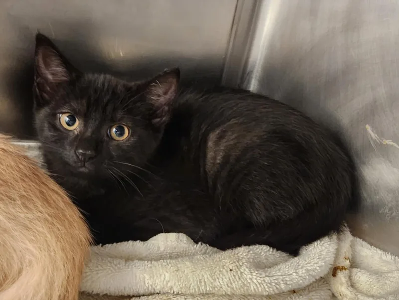 A baby small-sized female Domestic Short Hair cat named Hilal for adoption in Hagerstown, MD