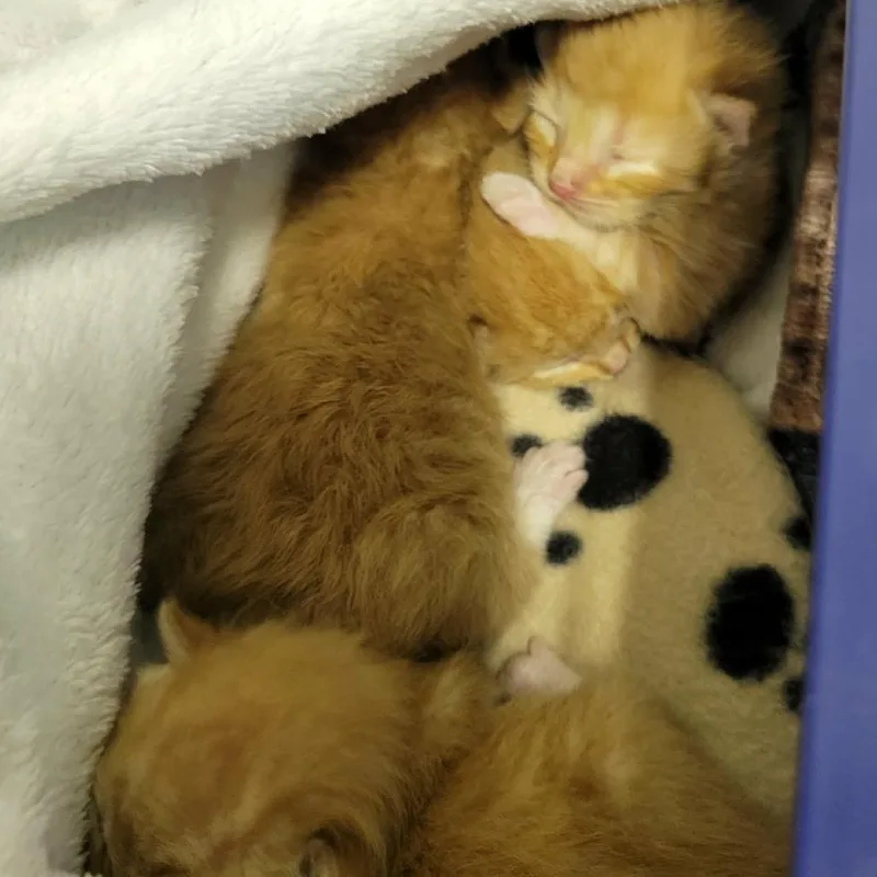 A baby small-sized male Orange / Red Domestic Short Hair cat named Frank for adoption in Columbia, MO