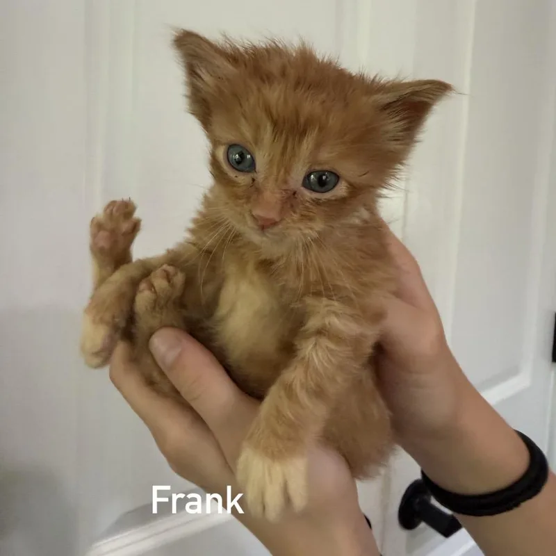 Frank thumbnail 2