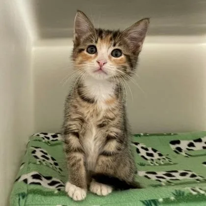 A baby small-sized female Domestic Short Hair cat named Ericka for adoption in Wheaton, IL