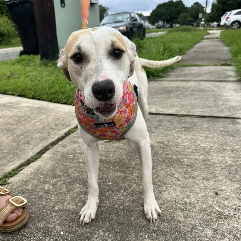 A young medium-sized female Apricot / Beige Terrier dog named Brulee for adoption in Jefferson , LA