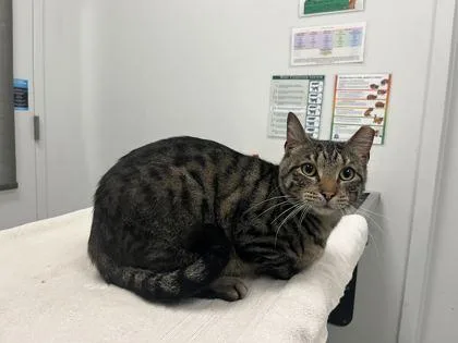 An adult large-sized male Brown / Chocolate Domestic Short Hair cat named Saul Midman for adoption in Kansas City, MO