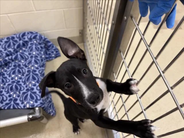 A baby small-sized male Pit Bull Terrier dog named Brounswick for adoption in Chapel Hill, NC