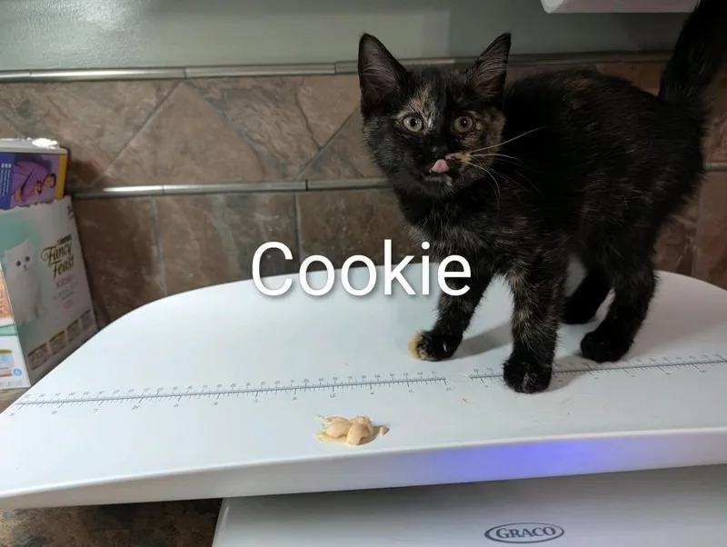 Cookie thumbnail 3