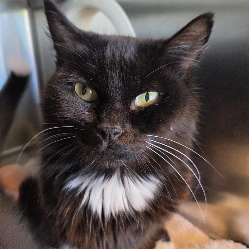 An adult medium-sized female Black Domestic Medium Hair cat named Nessie for adoption in Asheville, NC