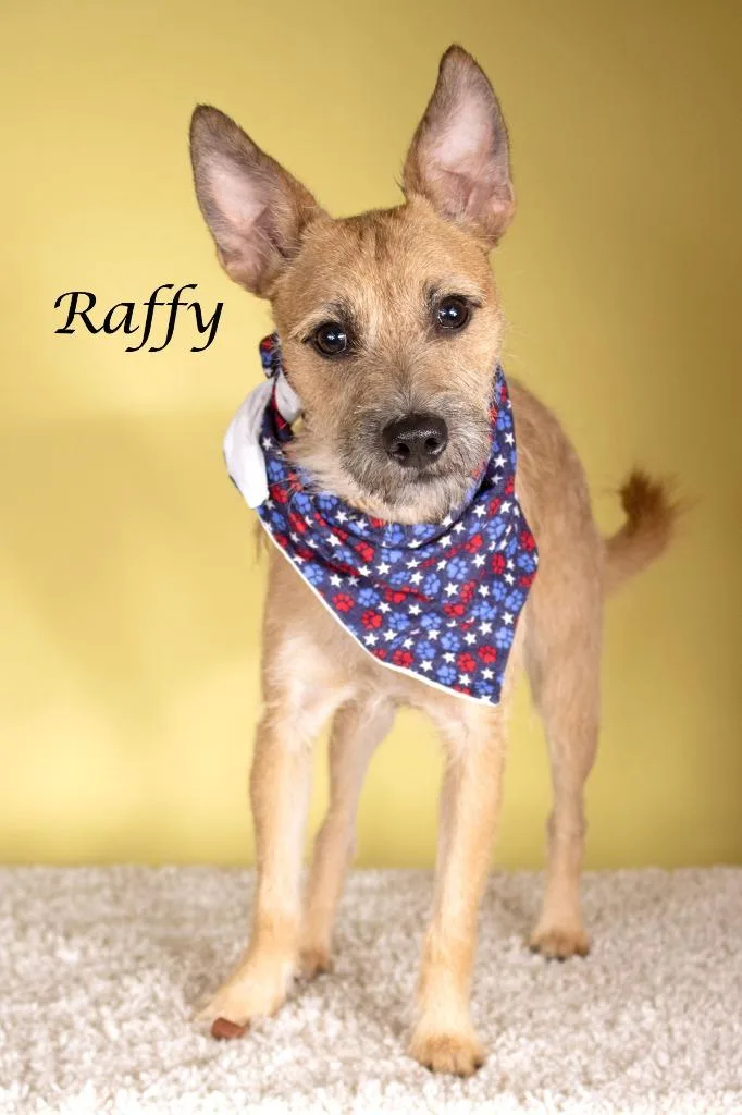 Raffy thumbnail 2