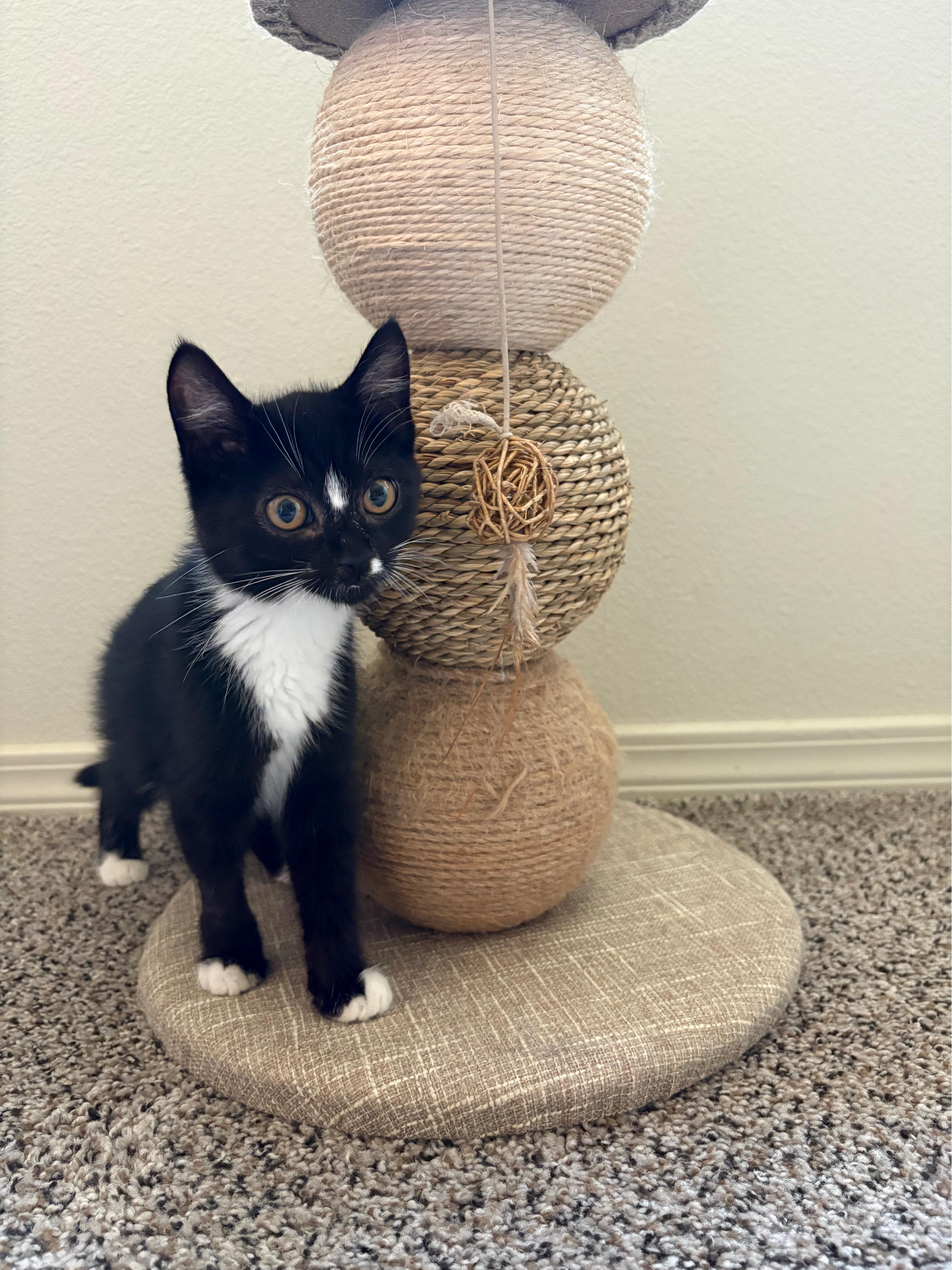A baby medium-sized female Black & White / Tuxedo Domestic Short Hair cat named Ziggy for adoption in Hillsboro, OR