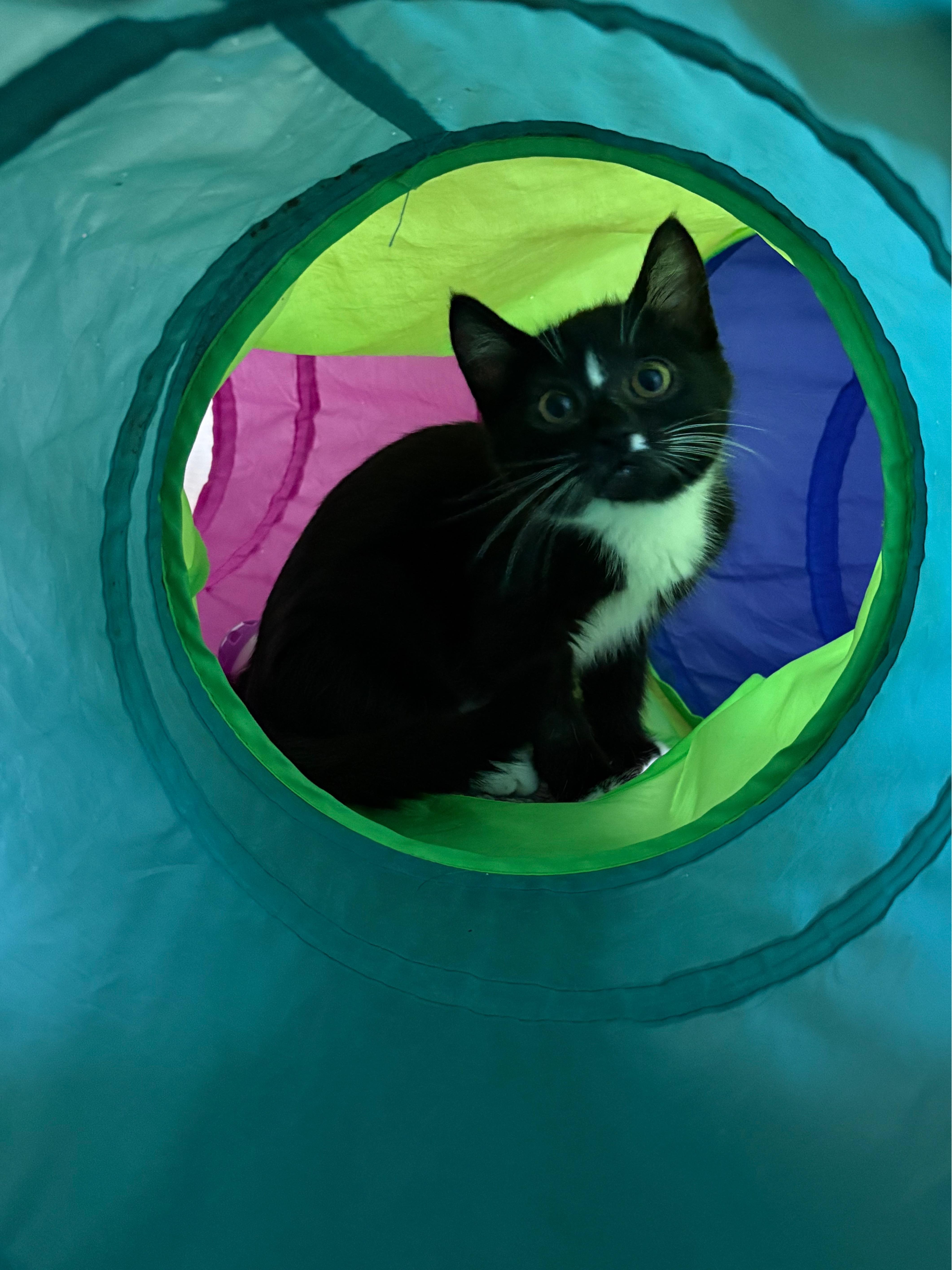 Ziggy thumbnail 3