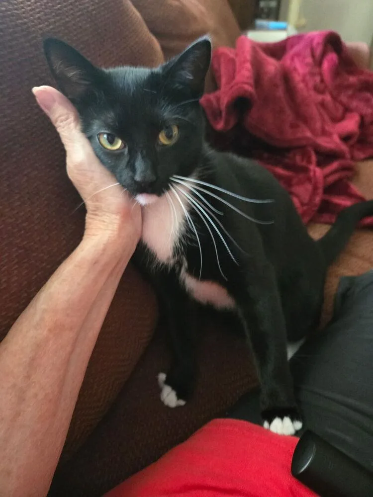 A young small-sized female Black & White / Tuxedo Domestic Short Hair cat named Lilli for adoption in Greenbelt, MD