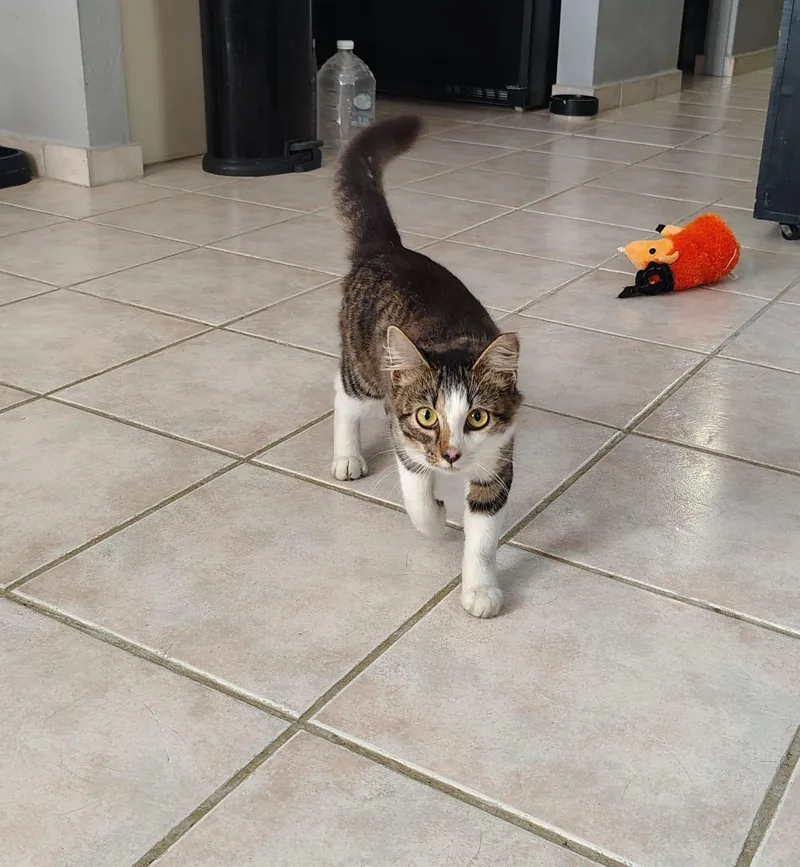 A young medium-sized female Tabby (Brown / Chocolate) Domestic Short Hair cat named Amanda for adoption in Franklin, MA