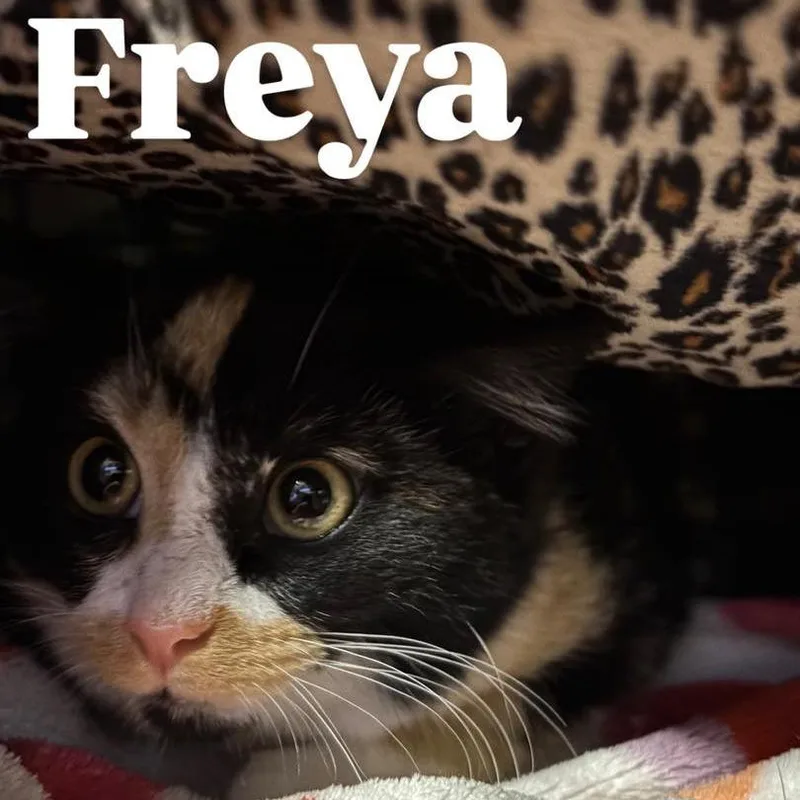 Freya thumbnail 3