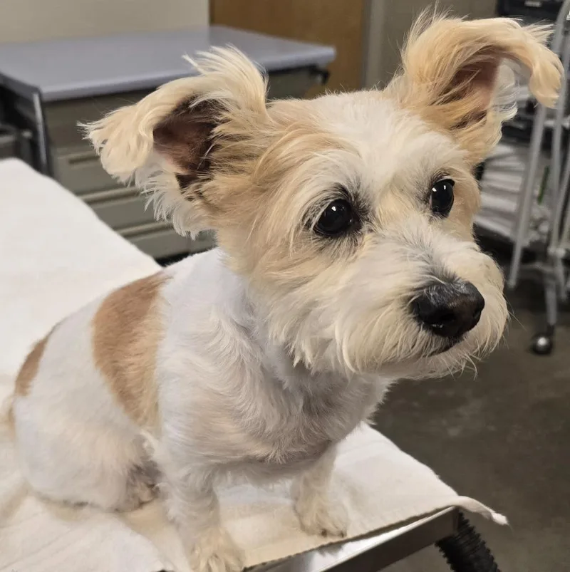 A senior small-sized female Terrier dog named Chantilly for adoption in Murphysboro, IL
