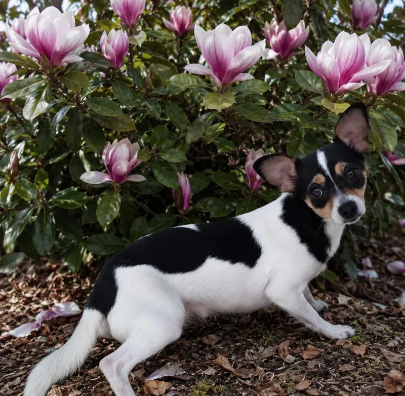 An adult small-sized female Tricolor (Brown, Black, & White) Chihuahua dog named Carmen for adoption in Oakland, MI