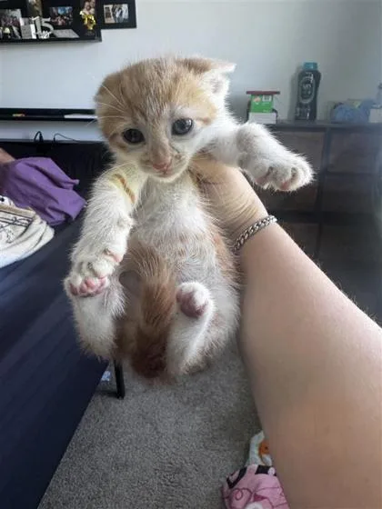 A baby small-sized female Domestic Short Hair cat named Winny for adoption in West Chester, PA