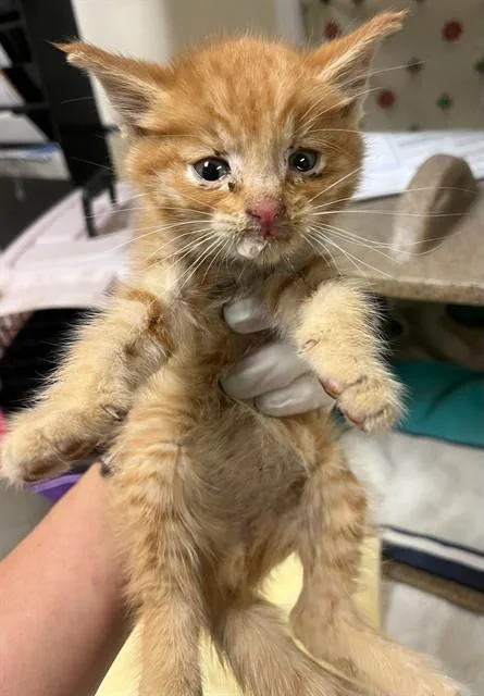 A young small-sized male Domestic Short Hair cat named Garfield for adoption in Riverside, CA