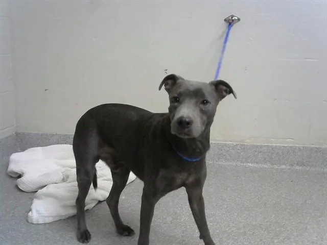 A young small-sized male Whippet dog named Archie for adoption in Pasadena, TX