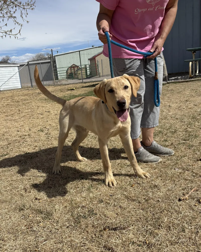 A young large-sized male Yellow / Tan / Blond / Fawn Labrador Retriever dog named Chester for adoption in Torrington, WY