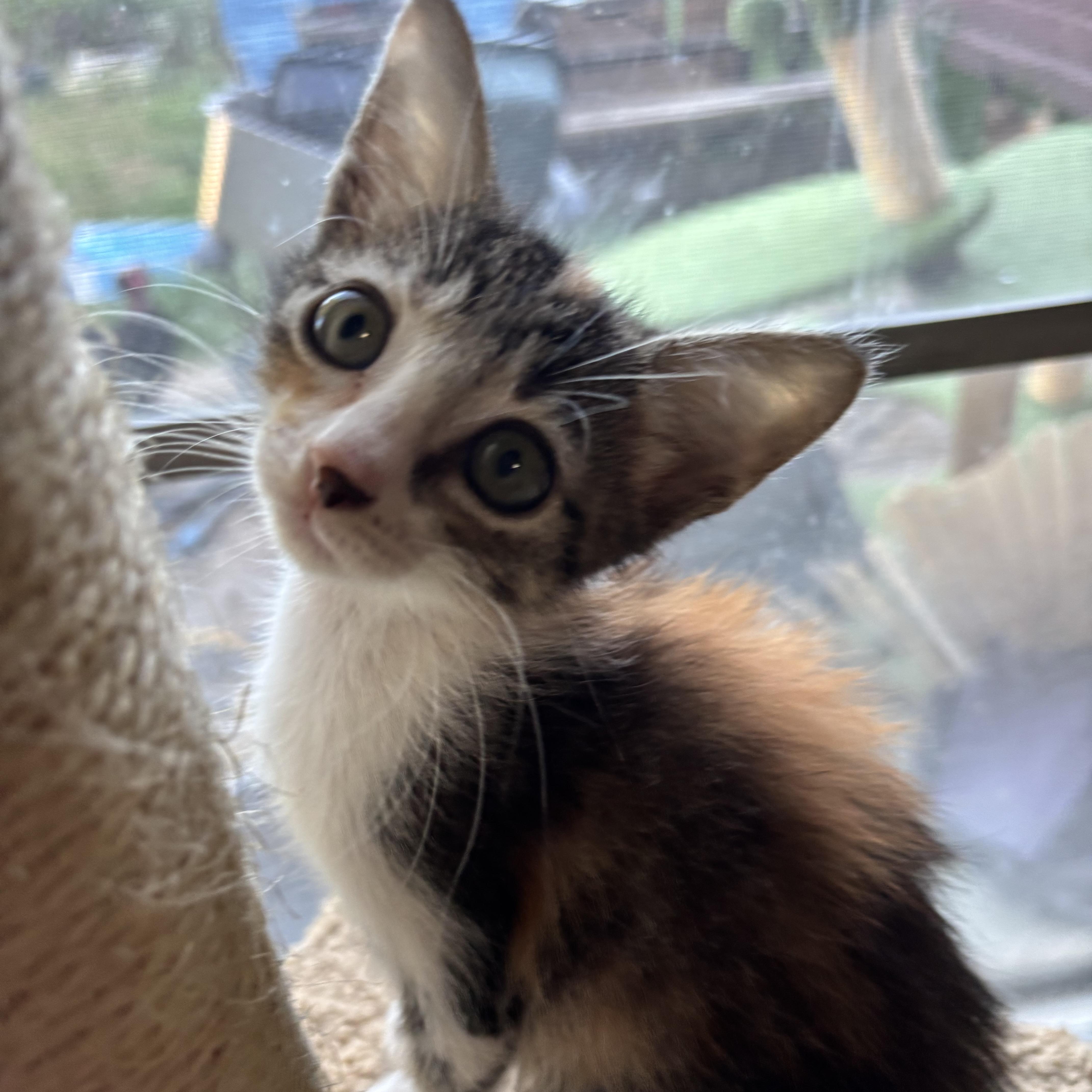 Callie