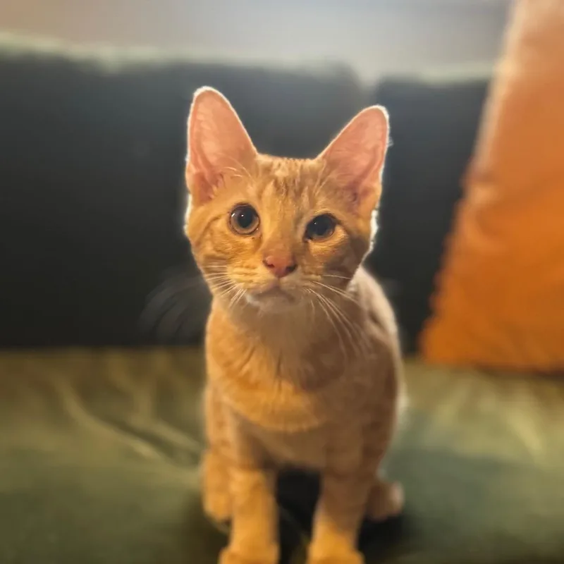 A baby small-sized female Orange / Red Domestic Short Hair cat named Canoe for adoption in Brownsboro, AL