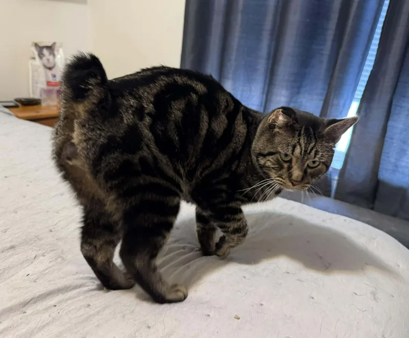 An adult medium-sized male Tabby (Brown / Chocolate) Domestic Short Hair cat named Bale for adoption in Manchester, MD