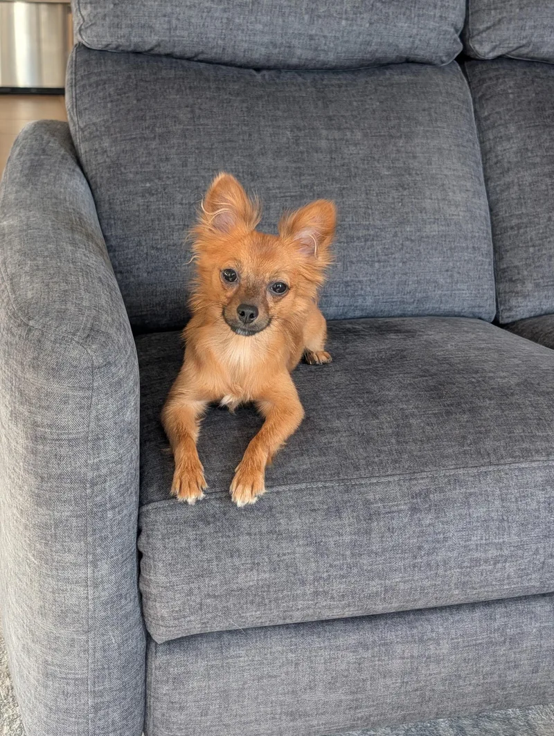 A young small-sized female Chihuahua dog named Lyza for adoption in Bradenton, FL