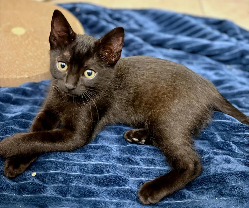 A baby medium-sized male Black & White / Tuxedo Domestic Short Hair cat named Binx And Finley for adoption in Redlands, CA