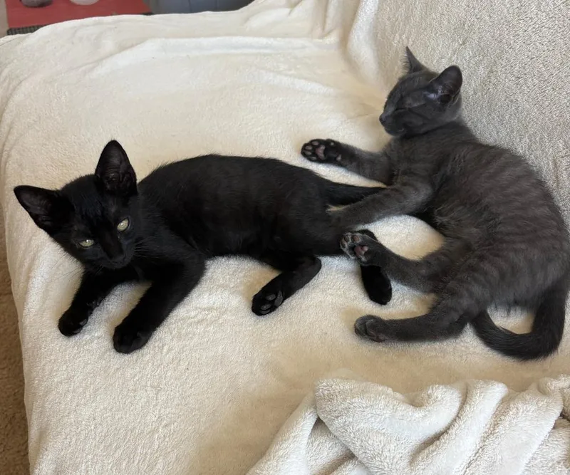 Binx And Finley thumbnail 3
