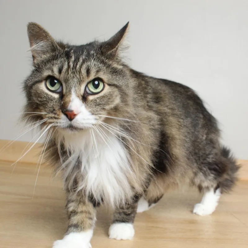 A senior medium-sized male Brown / Chocolate Domestic Medium Hair cat named Kenny C for adoption in Minnetonka, MN