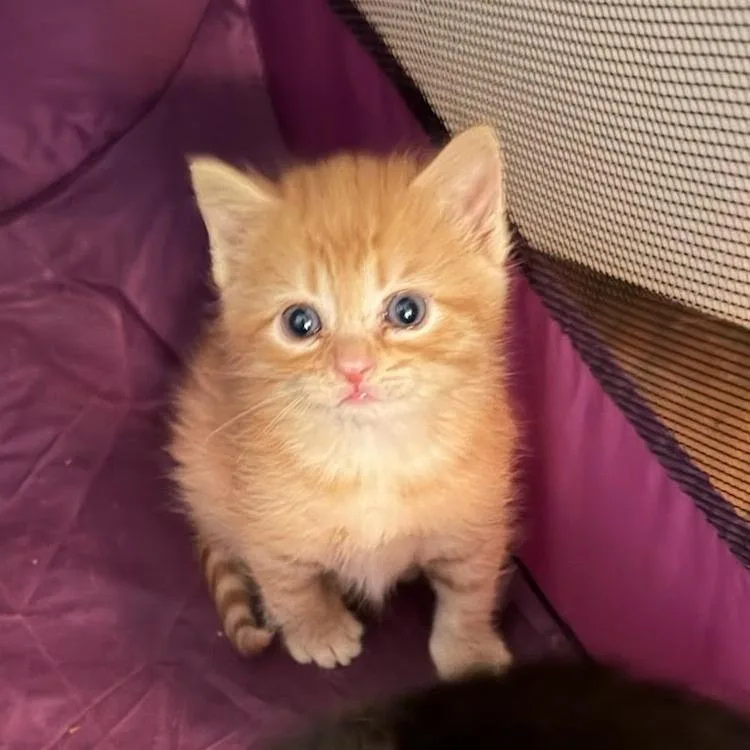 A baby small-sized male Orange / Red Domestic Short Hair cat named Timmy Brisby for adoption in Chattanooga, TN