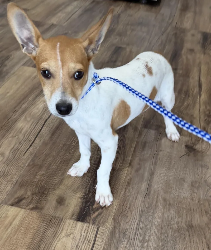 A young small-sized male Jack Russell Terrier dog named Mataeo for adoption in Louise, TX