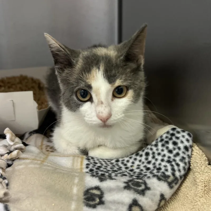 A baby small-sized female Calico Domestic Short Hair cat named Anastasia for adoption in Naples, FL