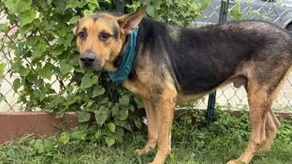An adult large-sized male German Shepherd Dog dog named Atlas for adoption in Balch Springs, TX