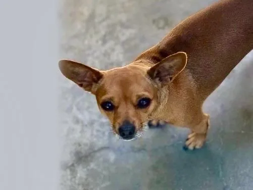 An adult small-sized male Chihuahua dog named Brownie for adoption in San Pedro, CA