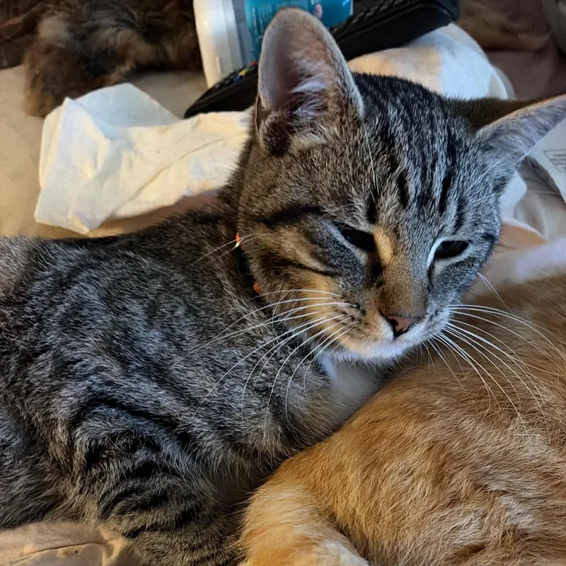 A young small-sized male Brown / Chocolate Domestic Short Hair cat named Ollie for adoption in Winchester, VA