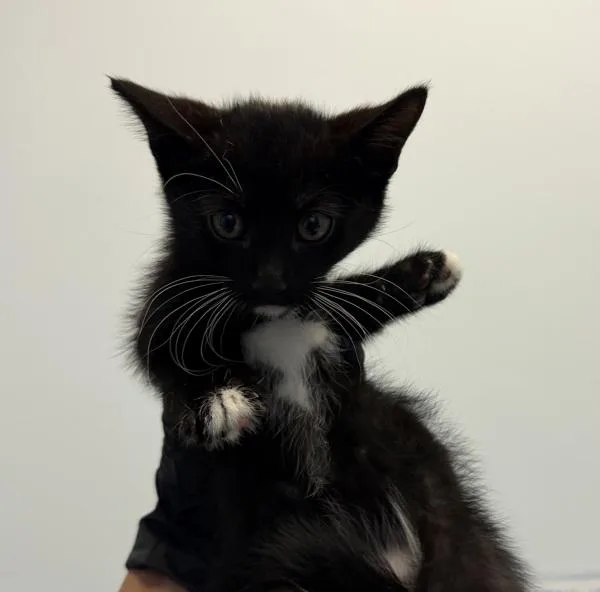 A baby small-sized male Domestic Short Hair cat named Luffy for adoption in Oceanside, CA