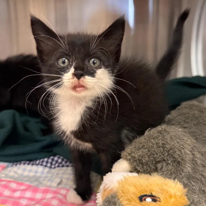 A baby small-sized male Black Domestic Short Hair cat named Bubba for adoption in Lake Panasoffkee, FL