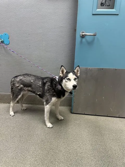 A young medium-sized female Siberian Husky dog named Sakari for adoption in Las Vegas, NV