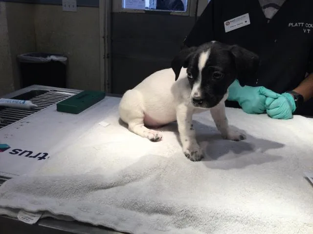 A baby small-sized male Terrier dog named Custard for adoption in Riverside, CA