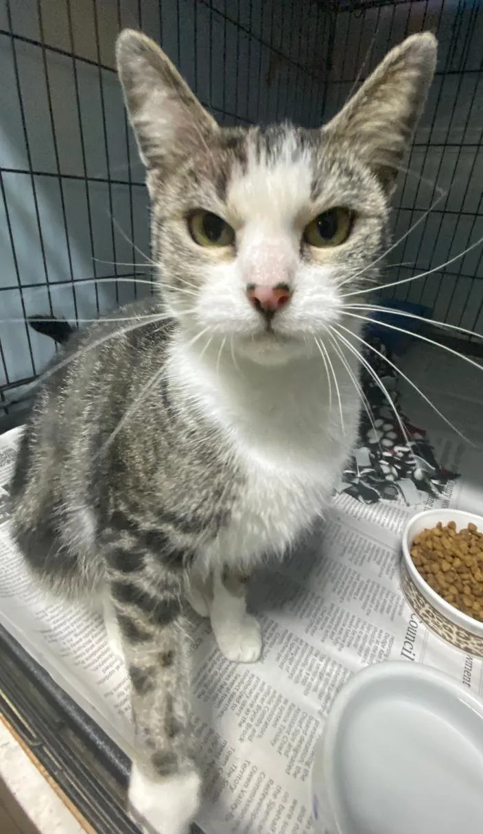 A young medium-sized female Tabby (Gray / Blue / Silver) Domestic Short Hair cat named Maxine for adoption in Spencer, IN