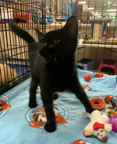 A baby medium-sized male Black Domestic Short Hair cat named Bones for adoption in Battle Creek, MI